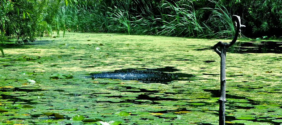 Pond
